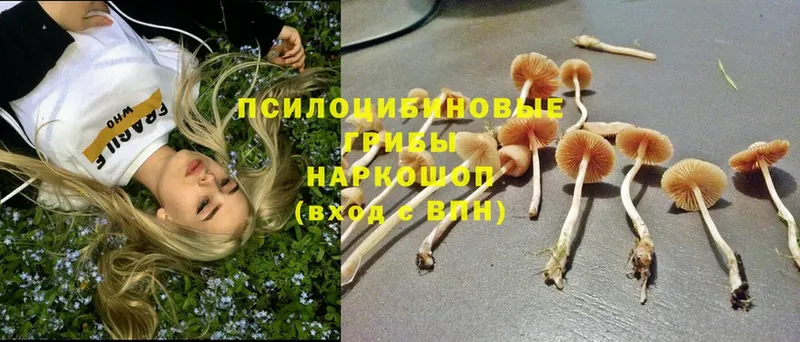 Галлюциногенные грибы Psilocybe Серпухов